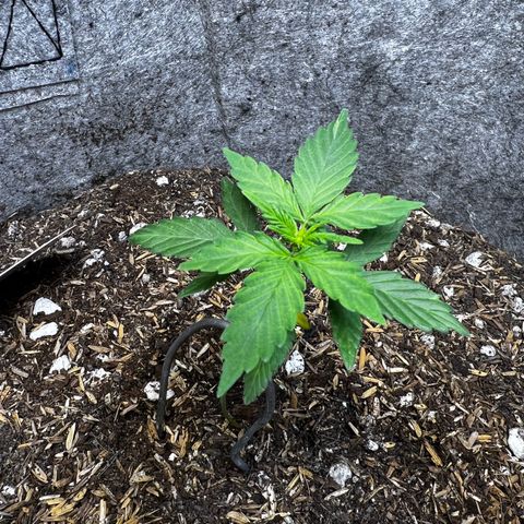Two growlog photo: Still needing help being upright