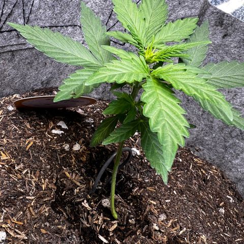 Two growlog timeline photo