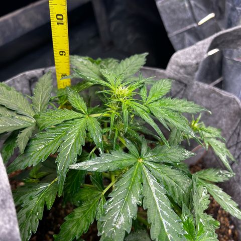 Two growlog timeline photo