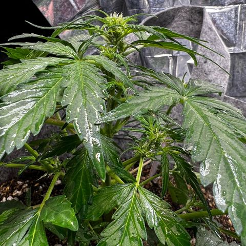 Two growlog timeline photo