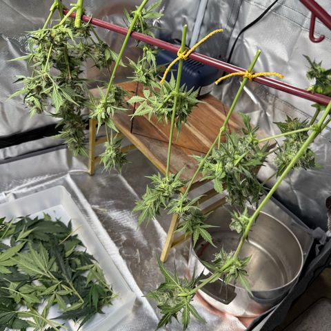 Two growlog photo: Hanging.