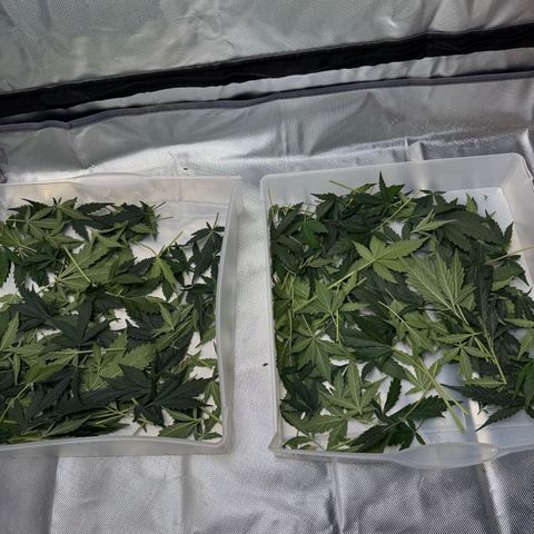 Two growlog photo: Hanging.