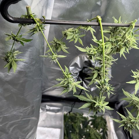 Two growlog photo: Hanging.