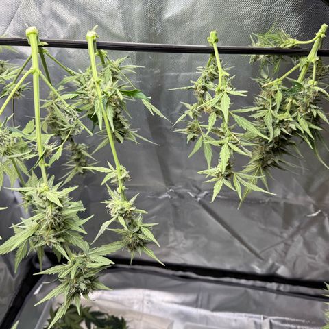 Two growlog photo: Hanging.