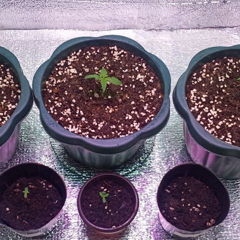 Unknown strain growlog timeline photo