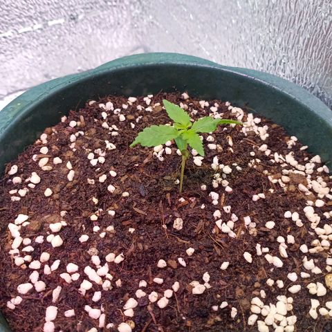 Unknown strain growlog timeline photo
