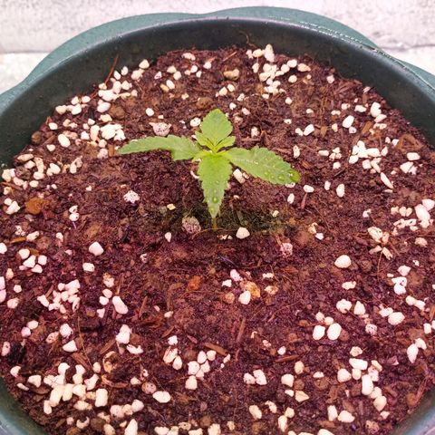 Unknown strain growlog timeline photo