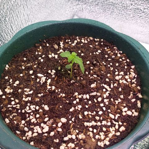 Unknown strain growlog timeline photo