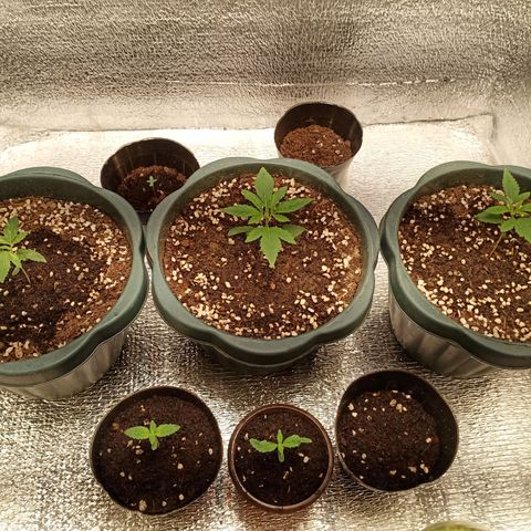Unknown strain growlog photo: Water with nutrients, ffj fpj
