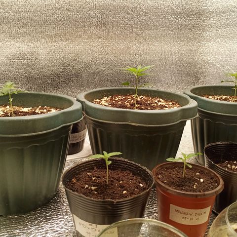 Unknown strain growlog photo: Water with nutrients, ffj fpj