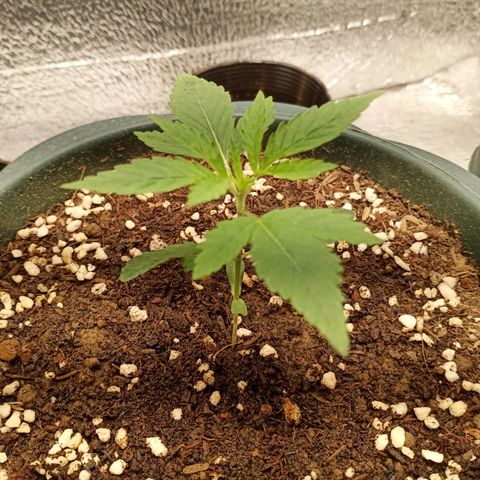 Unknown strain growlog photo: Water with nutrients, ffj fpj