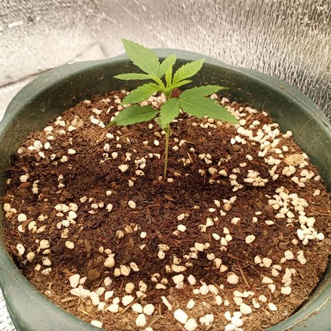 Unknown strain growlog photo: Water with nutrients, ffj fpj