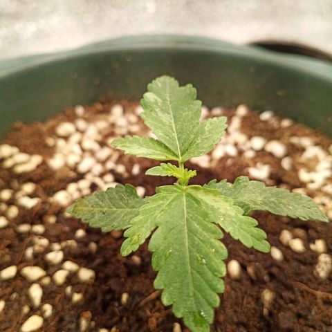 Unknown strain growlog timeline photo