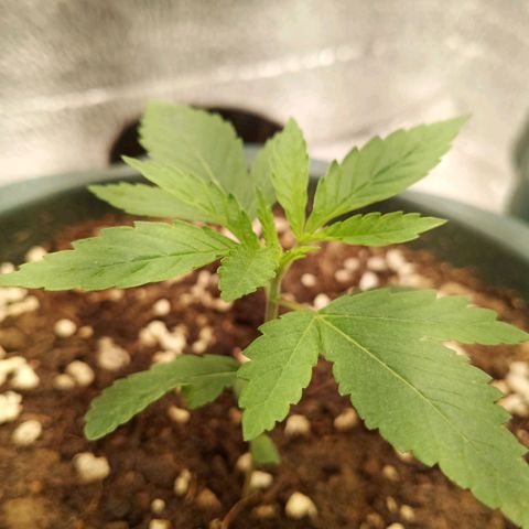 Unknown strain growlog timeline photo