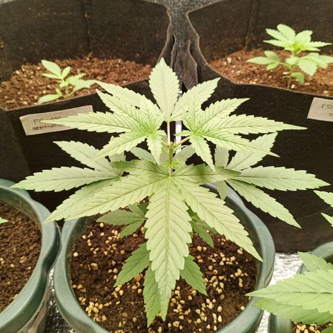 Unknown strain growlog timeline photo