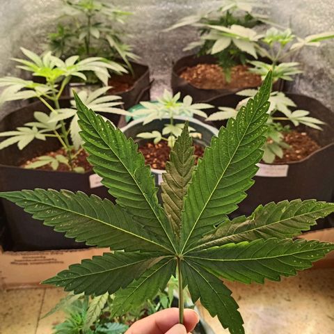 Unknown strain growlog timeline photo