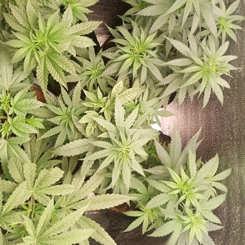 Unknown strain growlog timeline photo