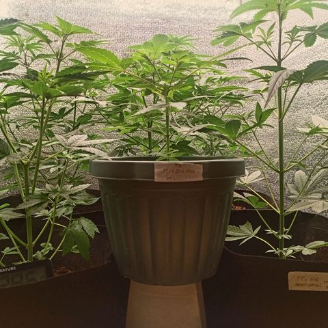 Unknown strain growlog timeline photo