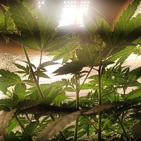 Unknown strain growlog timeline photo