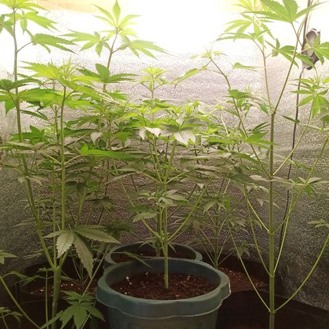 Unknown strain growlog timeline photo