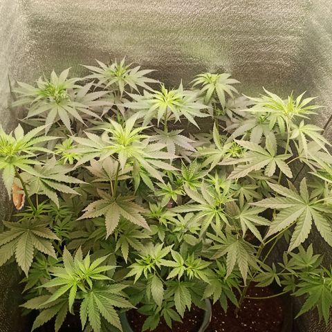 Unknown strain growlog timeline photo