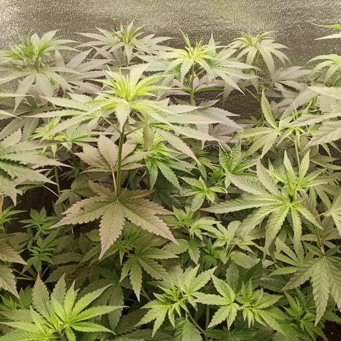 Unknown strain growlog timeline photo