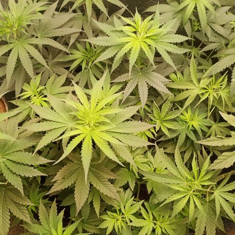 Unknown strain growlog timeline photo
