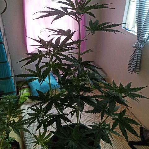 Unknown strain growlog timeline photo