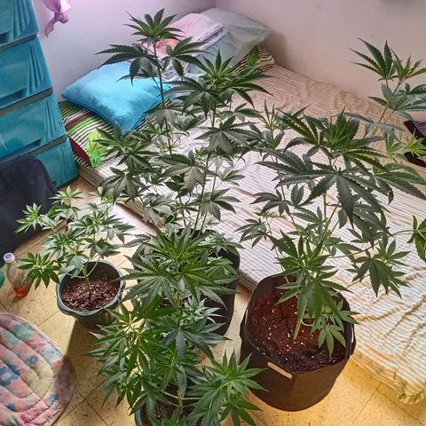 Unknown strain growlog timeline photo