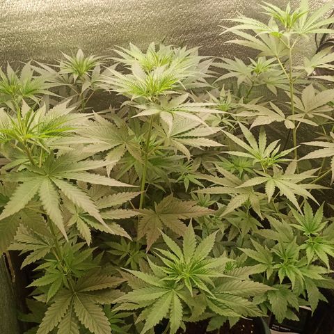 Unknown strain growlog timeline photo