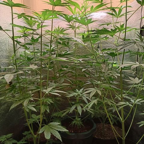 Unknown strain growlog timeline photo