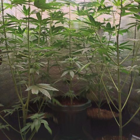 Unknown strain growlog timeline photo