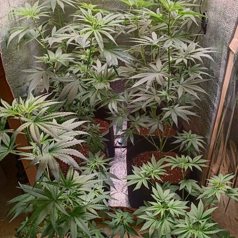 Unknown strain growlog timeline photo