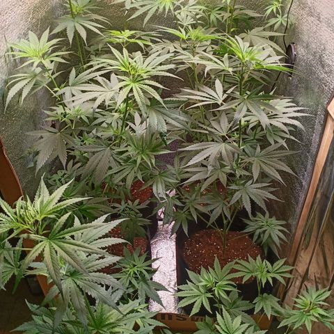 Unknown strain growlog timeline photo