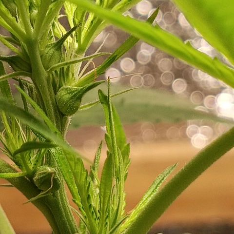 Unknown strain growlog timeline photo