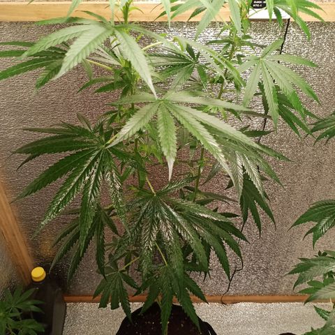 Unknown strain growlog timeline photo