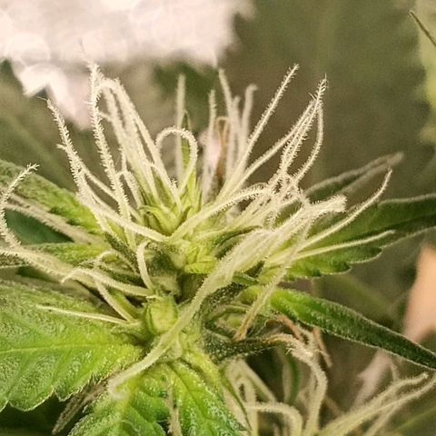 Unknown strain growlog timeline photo