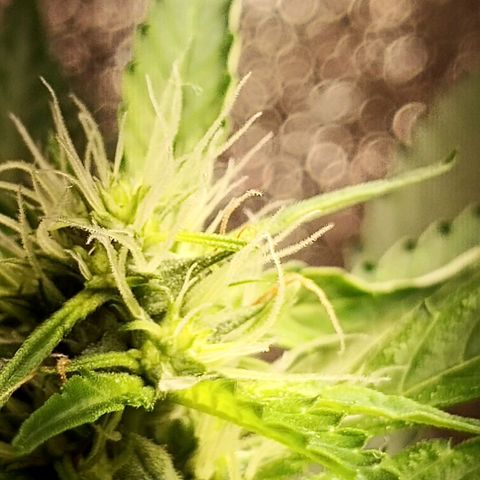 Unknown strain growlog timeline photo
