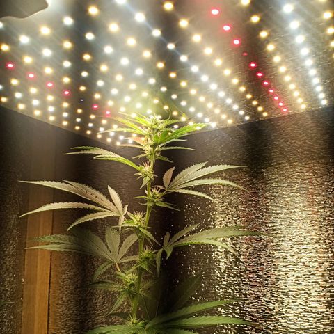 Unknown strain growlog timeline photo