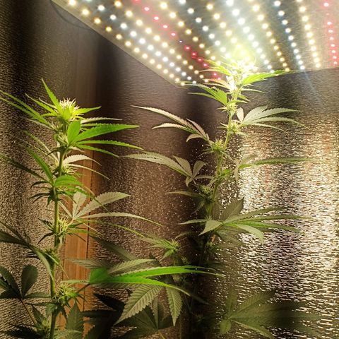 Unknown strain growlog timeline photo