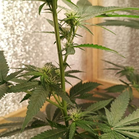 Unknown strain growlog timeline photo