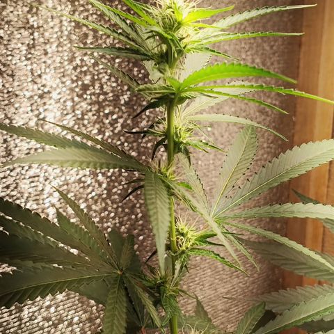 Unknown strain growlog timeline photo