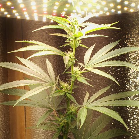 Unknown strain growlog timeline photo