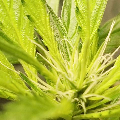 Unknown strain growlog timeline photo