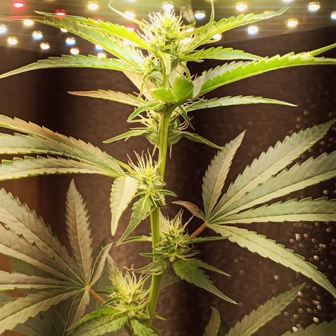 Unknown strain growlog timeline photo