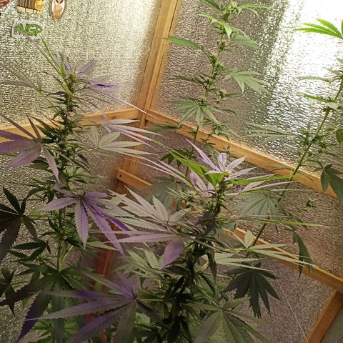 Unknown strain growlog timeline photo