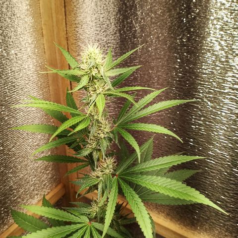 Unknown strain growlog timeline photo