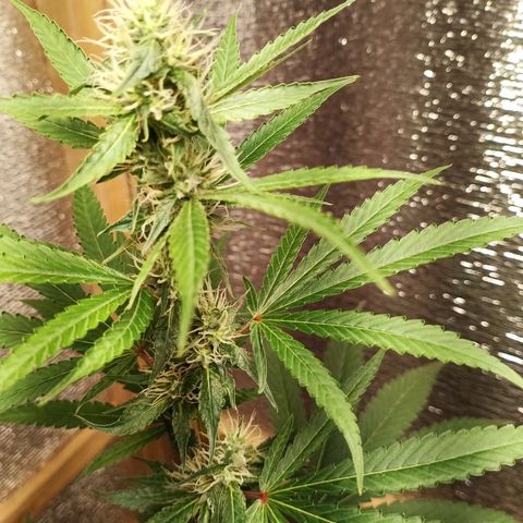 Unknown strain growlog timeline photo