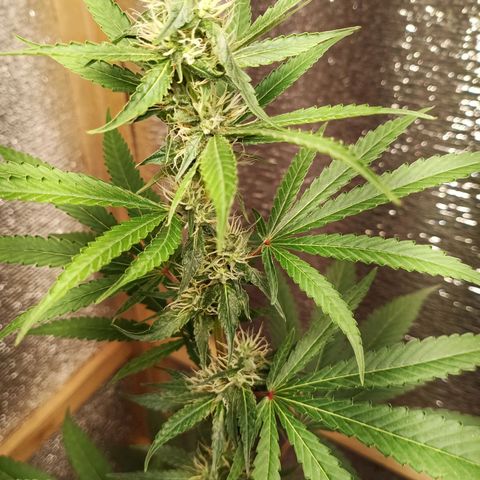 Unknown strain growlog timeline photo