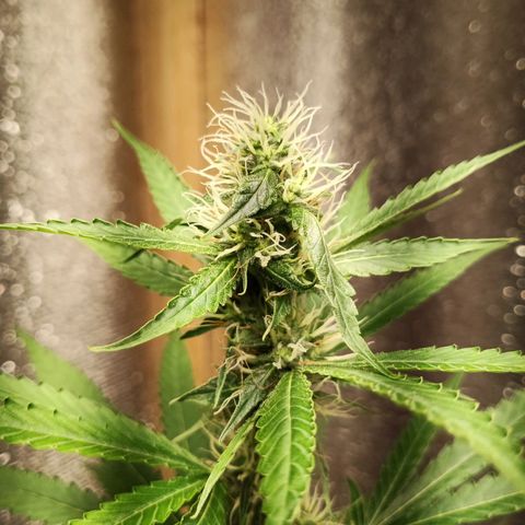 Unknown strain growlog timeline photo